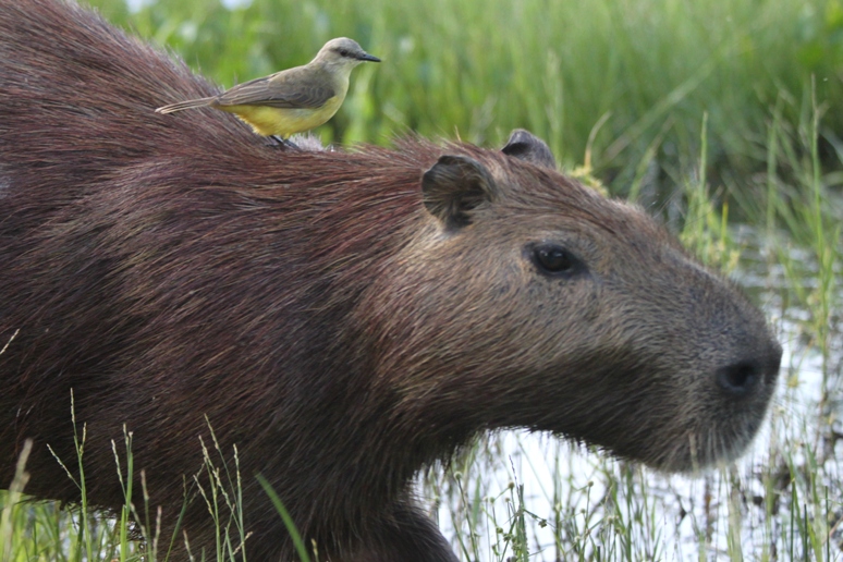 capybara and bird